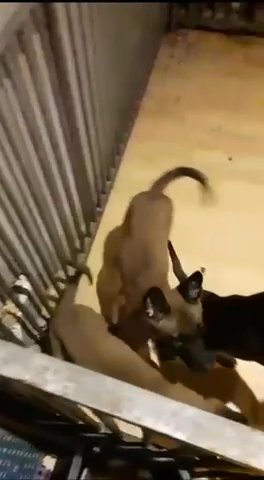 Belgian Malinois
