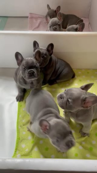 French bulldog