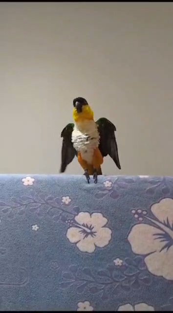 black head parrot