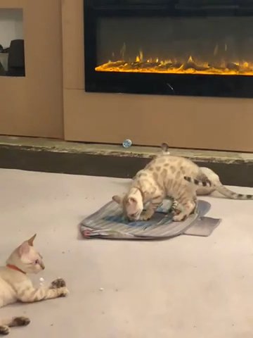 Snow Lynx and snow mink kittens