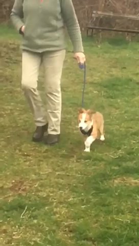 Fully Trained Welsh Collie Puppy