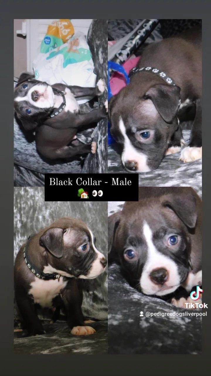 pocket bullys champion peds