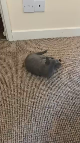 Pure Russian Blue