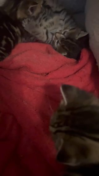 Tabby Kittens For Sale