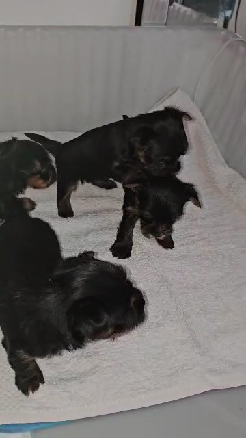 yorkshire terrier miniature