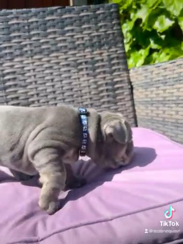 Lilac/tan Boy Extreme Big Rope