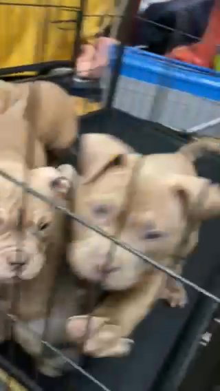 Half Pocket/Half Micro 5 Star Bloodline Puppies