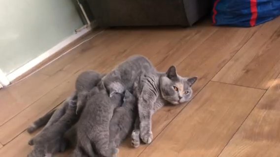 GCCF BRITISH SHORTHAIR