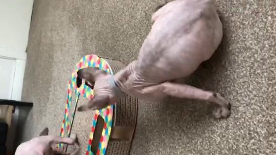 Sphinx kittens for sale