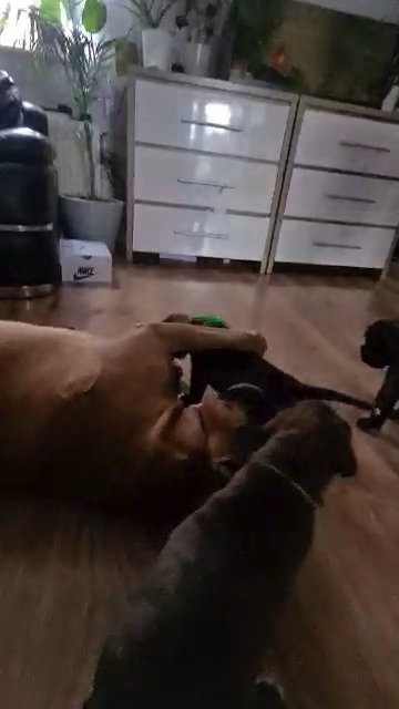 Boxer puppies Kc