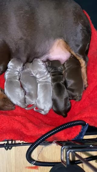 Mini Dachshund