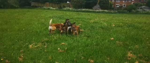 Belgian Malinois