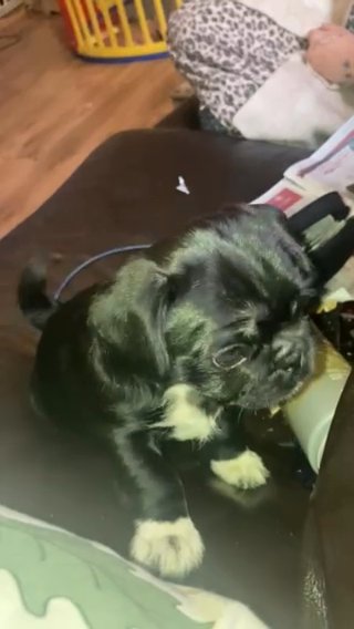 Pug / Shizu Pup Girl 8 Weeks Old