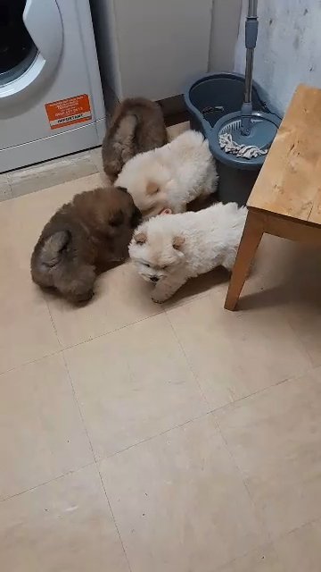 chow chow puppies
