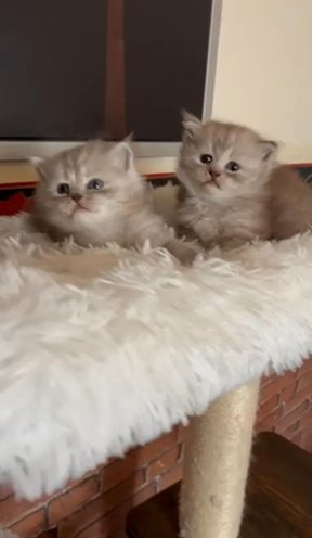 Persian Kittens