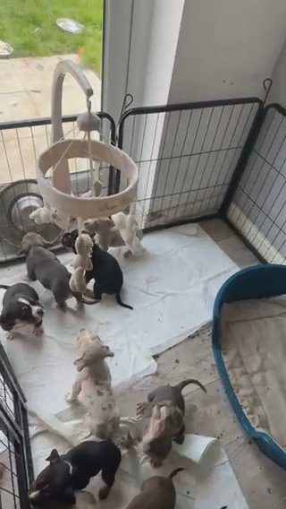 Pocket Bullys