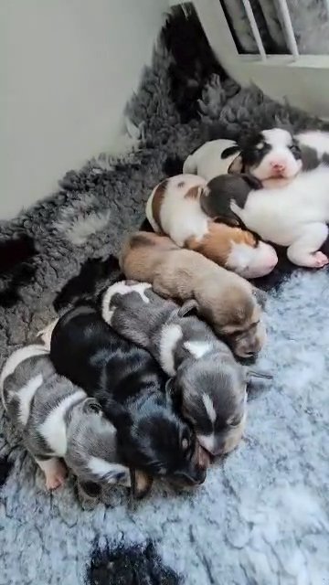 miniature Dachshund puppies