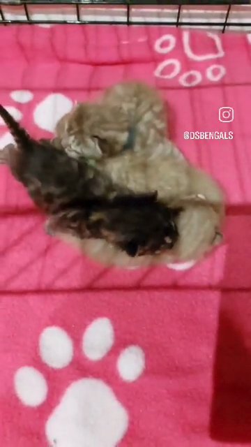 Baby bengals for sale