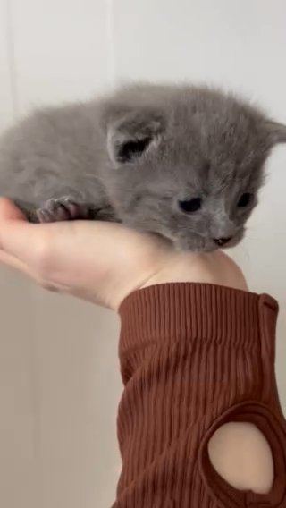 Solid Grey Scottish Fold Kitten