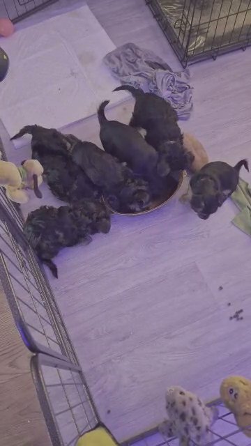 Yorkshire terrier puppies for sale