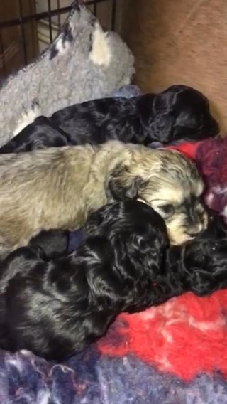 Chinese crested powderpuffs x red mini poodle