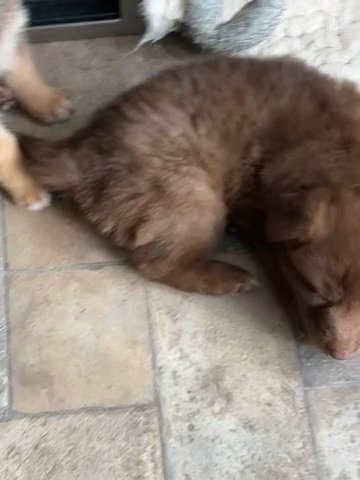 German Shepherd Puppies