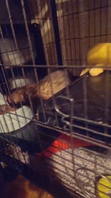 x3 female ferrets including all accessories with cage