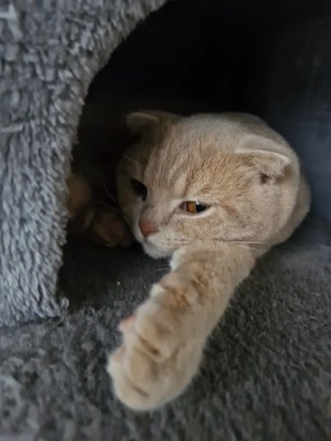 British Shorthair Kittens
