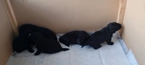 Toy Poodles