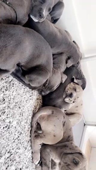 Cane Corso Pups Ready To Leave Now