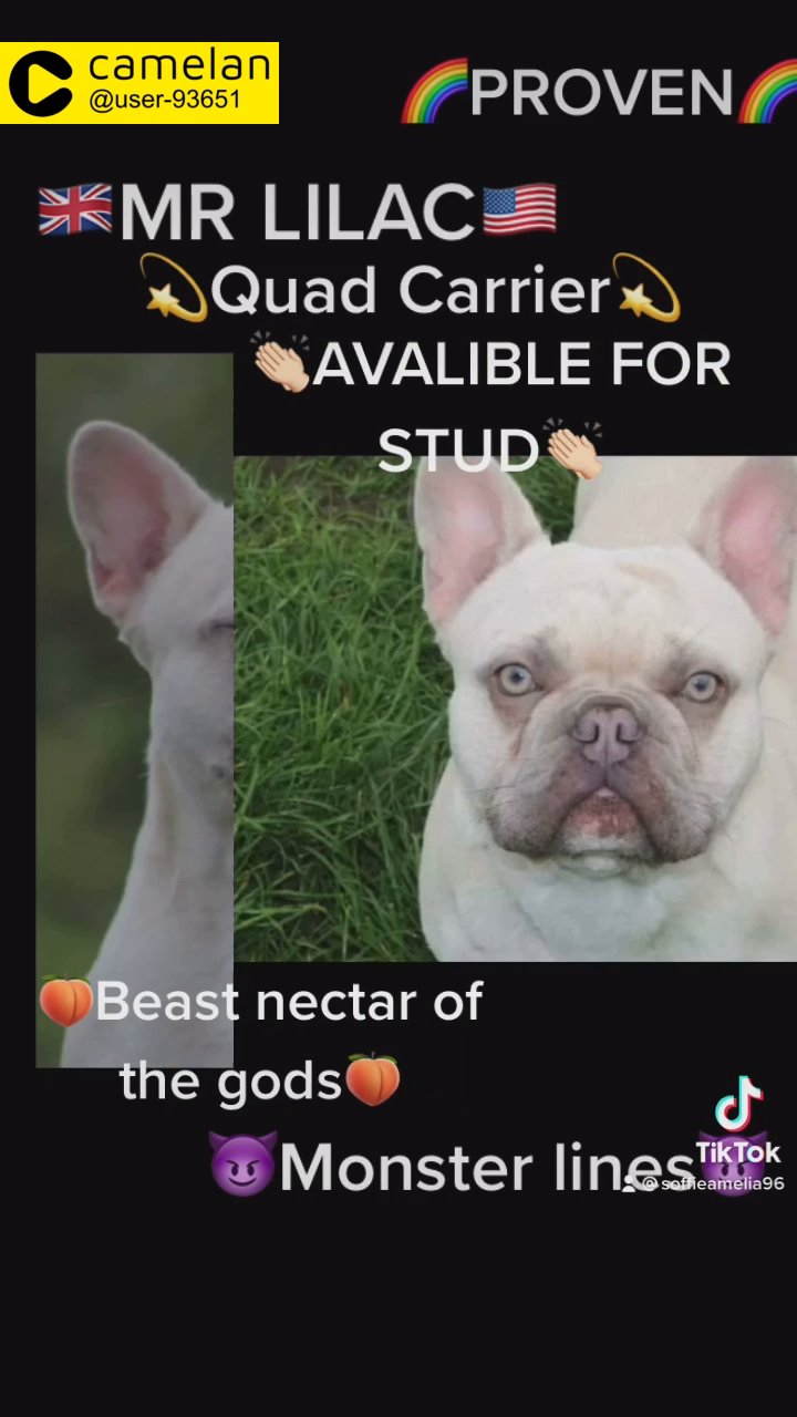 STUD Mr Lilac French Bulldog