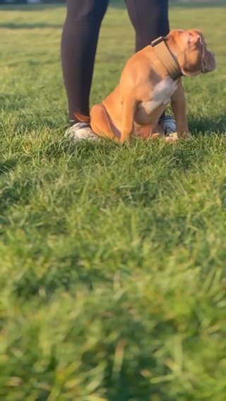American Bully Female £1200