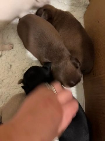 Kc PUG Pups Mixed Colour Litter