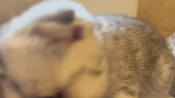 scottish fold/straight kittens ready now