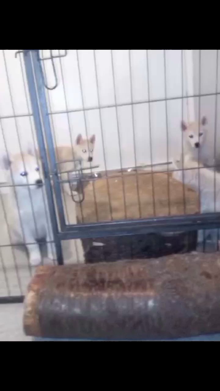 2 Siberian husky females ready to leave
