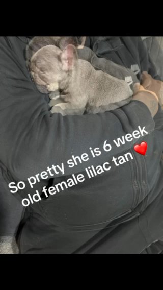 Lilac Tan Femape