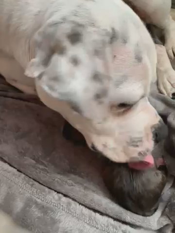 American Bulldog Cross Boxer