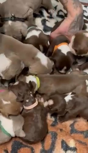 Bullmastiff Puppies