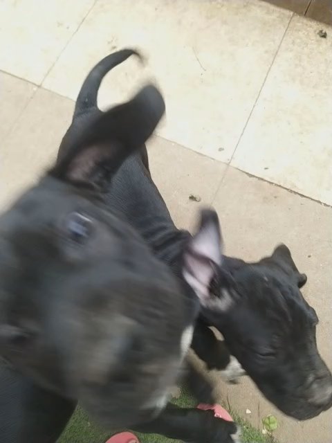 ****FULLY VACCINATED ☆☆☆READY NOW☆☆☆☆