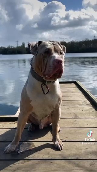 STUD DOG-King Aero