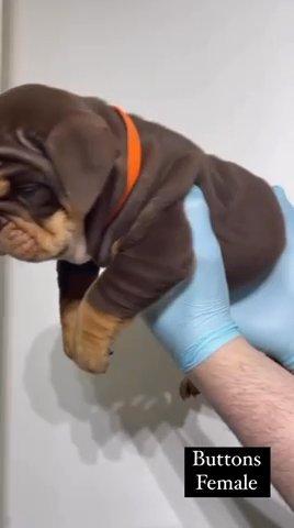 English Bulldog