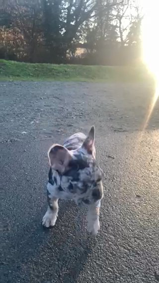 Lilac+Tan Merle French Bulldog