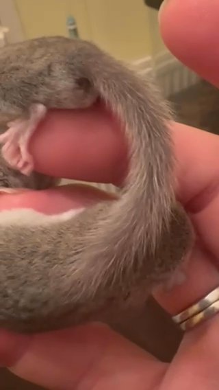 Baby Micro Squirrels For Sale