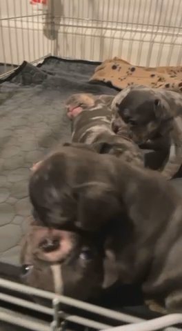Super Cute French Bulldog Isabella Pups Ready Today!