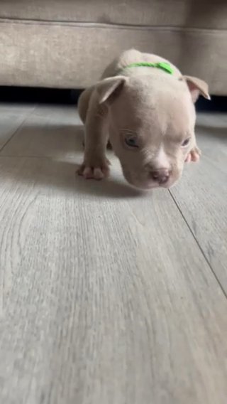 Lilac boy micro bulldog
