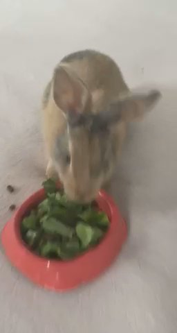Rabbit Looking for Forever Home