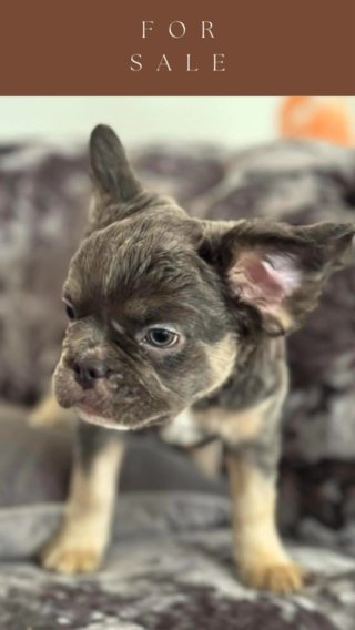 Stunning litter of 3 French Bulldog puppies