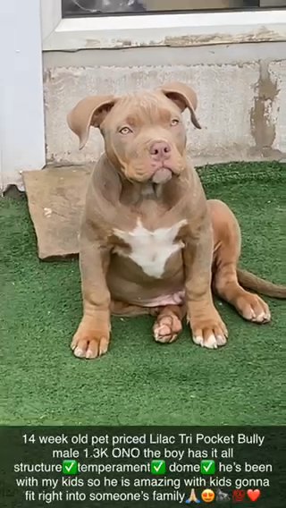 Male Lilac Tri Pocket Bully