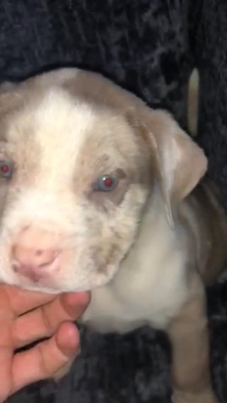 chocolate Merle male