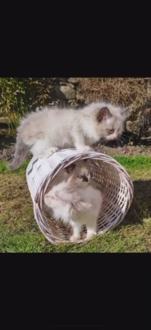 3 Gorgeous Ragdoll Kittens